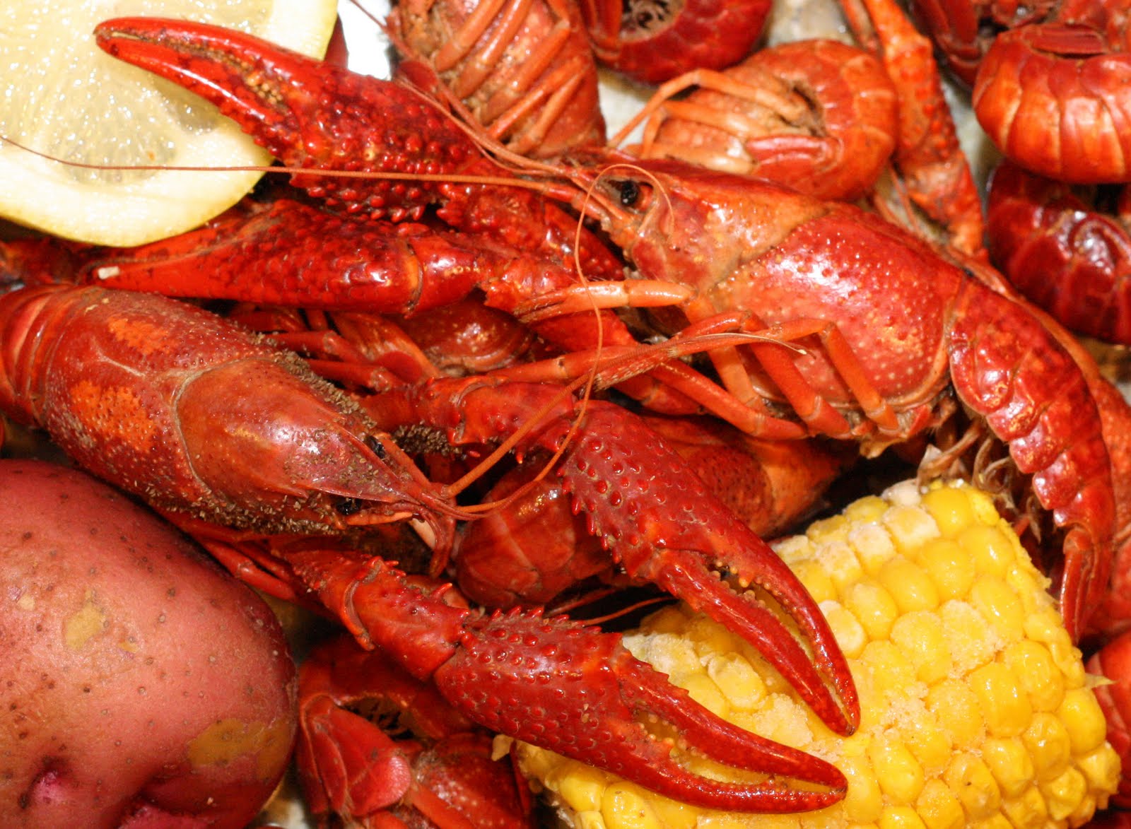 1600x1173 Project Of The Week Crawfish Painting ~ Create. Share. Repeat! - Crawfish Painting