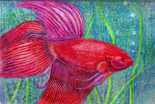 500x336 Crayon Painting Of A Siamese Fighting Fish By Artist Beth Campbell - Crayola Painting