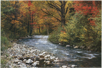 400x266 Dltn43's Forest Creek Painting 014 - Creek Painting