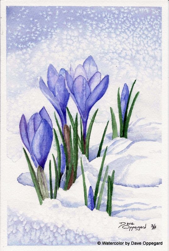538x800 Spring Crocus Watercolor Art By Dave Oppegard Watercolor - Crocus Painting