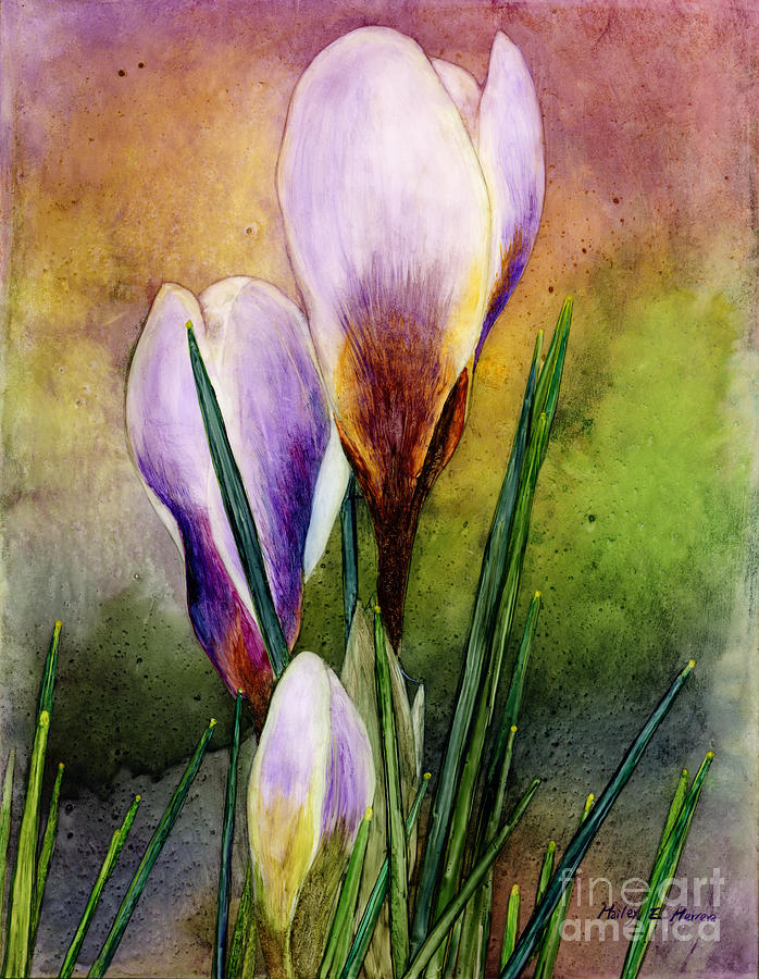 698x900 Crocus Painting By Hailey E Herrera - Crocus Painting