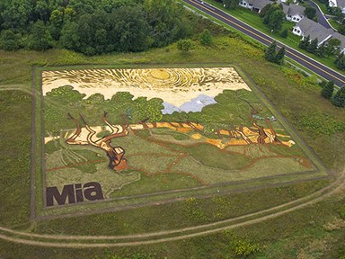 384x288 A Van Gogh Painting Reimagined In A Field Using Plants, Stone, - Crop In Painting