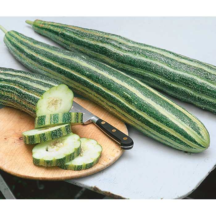 700x700 Painted Serpent Cucumber Totally Tomato - Cucumber Painting