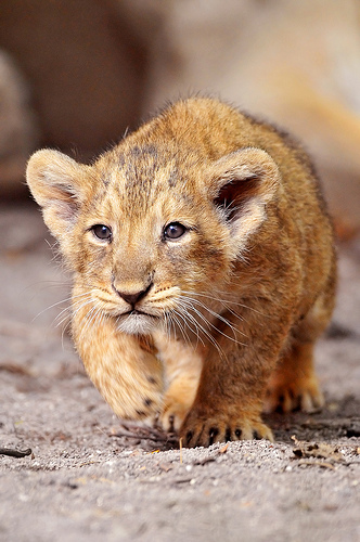 332x500 Pictures Of Cute Animals Figure Paintings - Cute Animal Painting