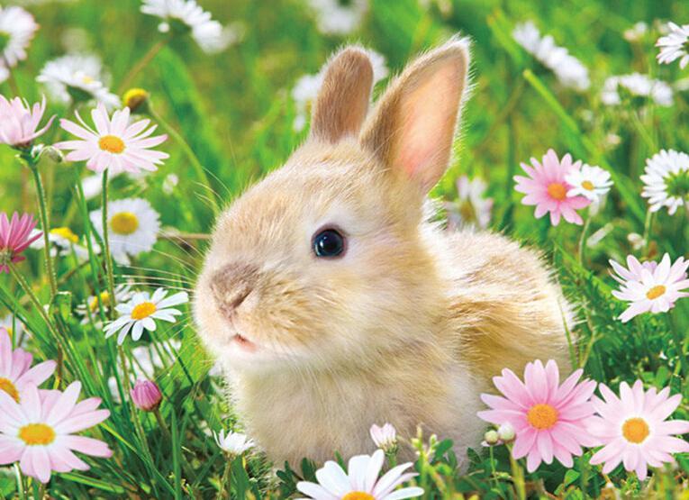 765x555 Cute Bunny - Cute Bunny Painting