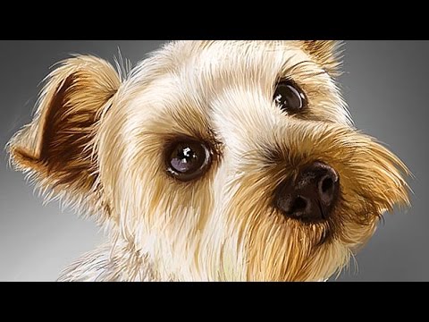 480x360 Digital Painting Of A Cute Terrier Dog - Cute Dog Painting