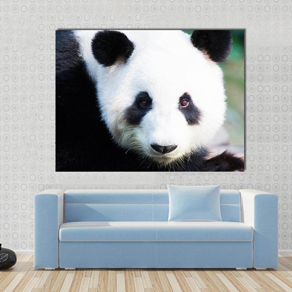 1000x1000 Closeup Of A Cute Panda Bear Multi Panel Canvas Wall Art - Cute Panda Painting