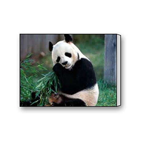 463x463 Cute Panda Painting On Canvas Prints Wall Art 14 X 14 - Cute Panda Painting