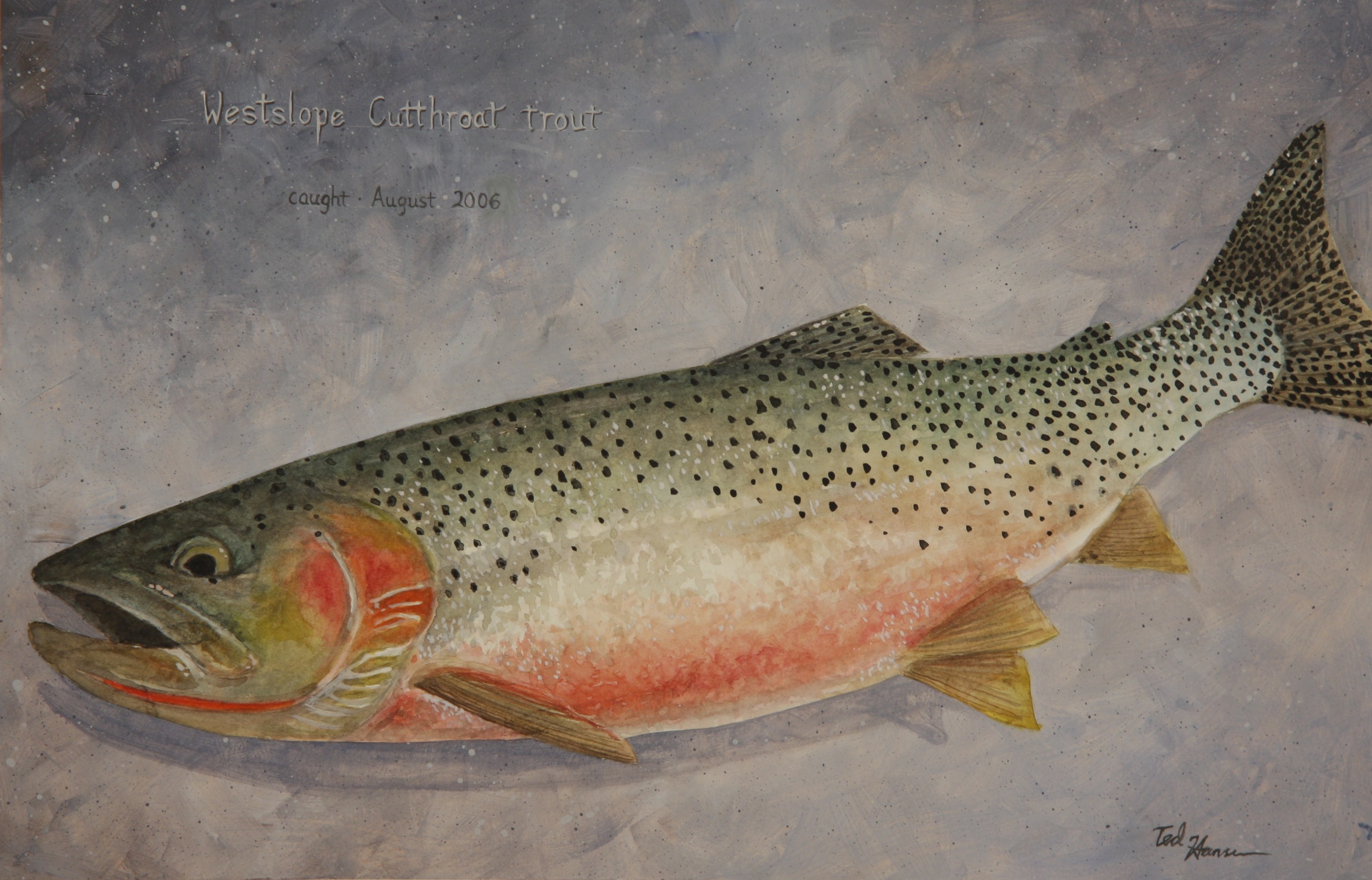 Cutthroat Trout Painting At Explore Collection Of