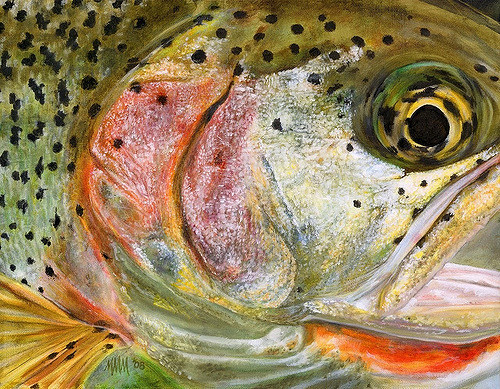 500x389 Cutthroat Trout Oil On Canvas By Melissa March Www.amudesi - Cutthroat Trout Painting