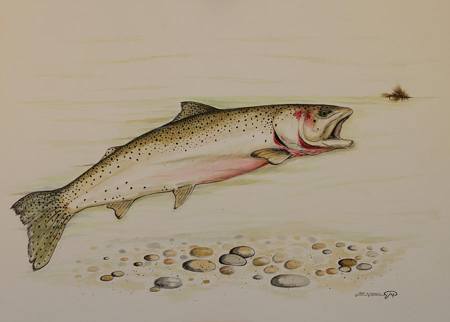 900x645 Cutthroat Trout Painting By Jeff Harrell - Cutthroat Trout Painting