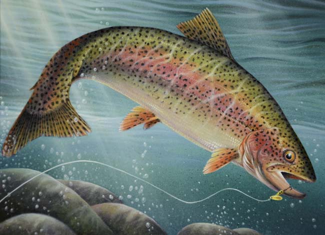 650x469 Hugo Artist Wins 2012 Minnesota Trout Stamp Contest Twin Cities - Cutthroat Trout Painting