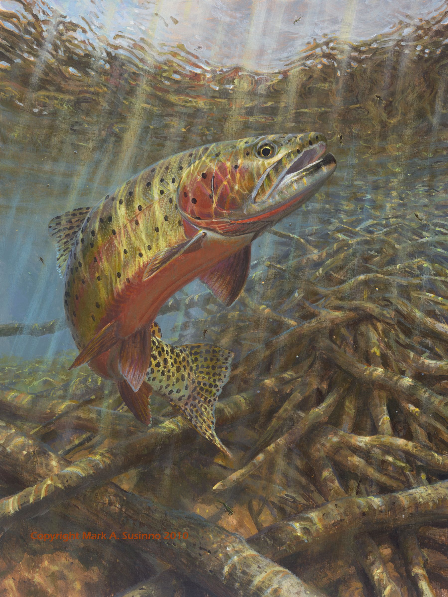 1799x2400 Pin By Fishbox App For Fishing On Fishbox Trout - Cutthroat Trout Painting