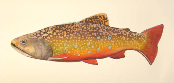 570x274 Brook Trout Print Of Original Watercolor. Trout Fish Paintings - Cutthroat Trout Painting