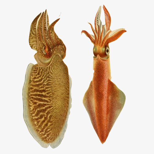 500x500 Cuttlefish Squid Hand Painting Material Picture, Marine Life - Cuttlefish Painting