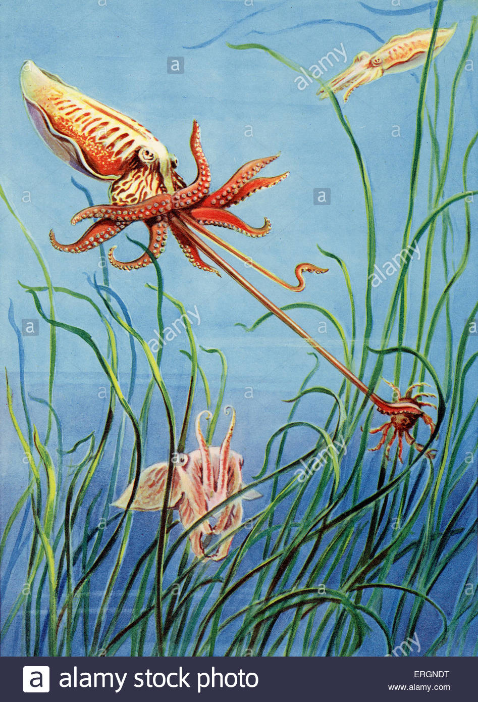 947x1390 Cuttlefish. After Artist Painting. Caption Reads - Cuttlefish Painting