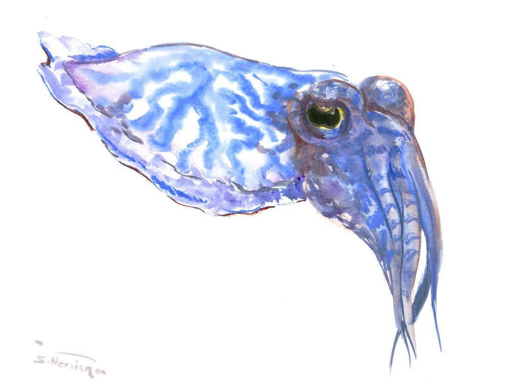 1000x769 Squid, One Of A Kind Original Watercolor Painting 12 X 9 - Cuttlefish Painting