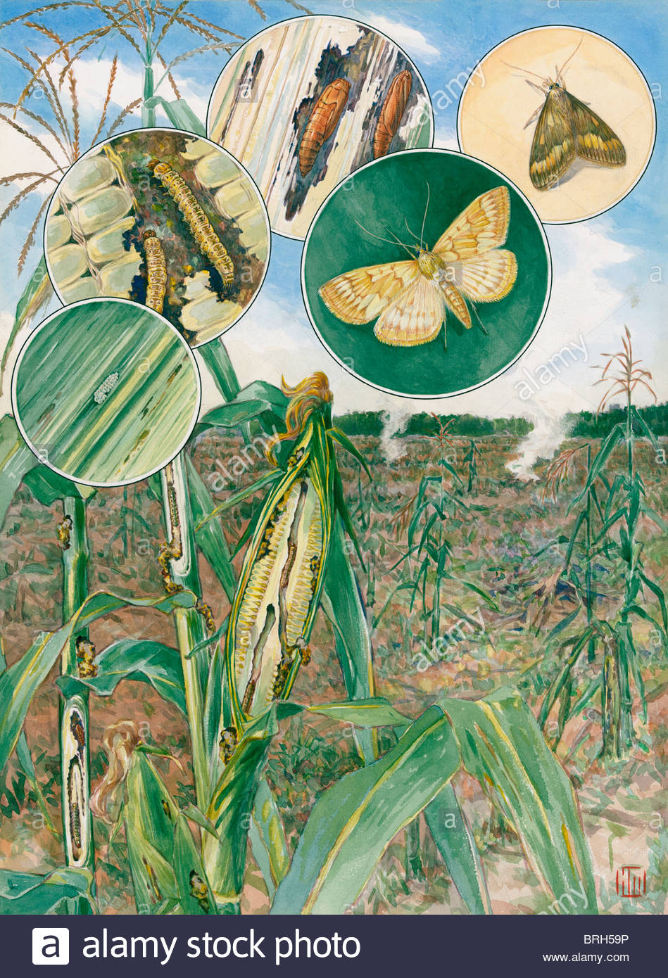 949x1390 A Painting Of The Life Cycle Of European Corn Borers Stock Photo - Cycle Of Life Painting
