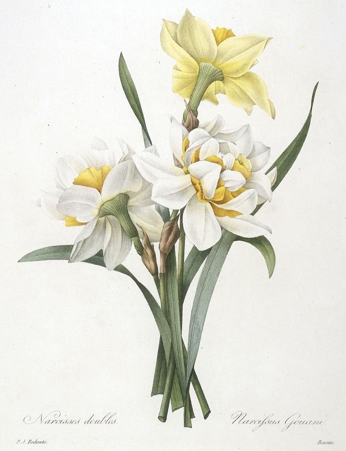 692x900 Narcissus Gouani Double Daffodil Painting Pierre Joseph Redoute - Daffodil Flower Painting