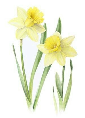 300x413 Pin By Nancy Matthias On Watercolor Flowers - Daffodil Flower Painting