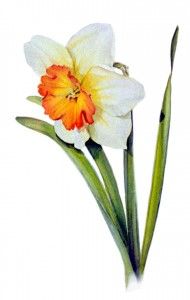 190x300 White Orange Daffodil With Green Leaves In Watercolor On White - Daffodil Flower Painting