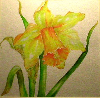 416x408 Wc Daffodil Painting 07 2 9x12 I Painted This For My - Daffodil Painting