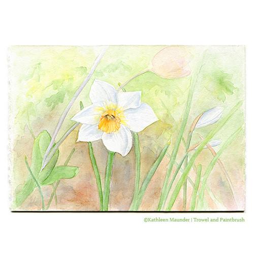 500x500 Daffodil Watercolor Painting - Daffodil Painting