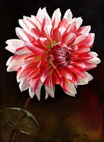 436x595 Red White Dahlia In Watercolor - Dahlia Flower Painting