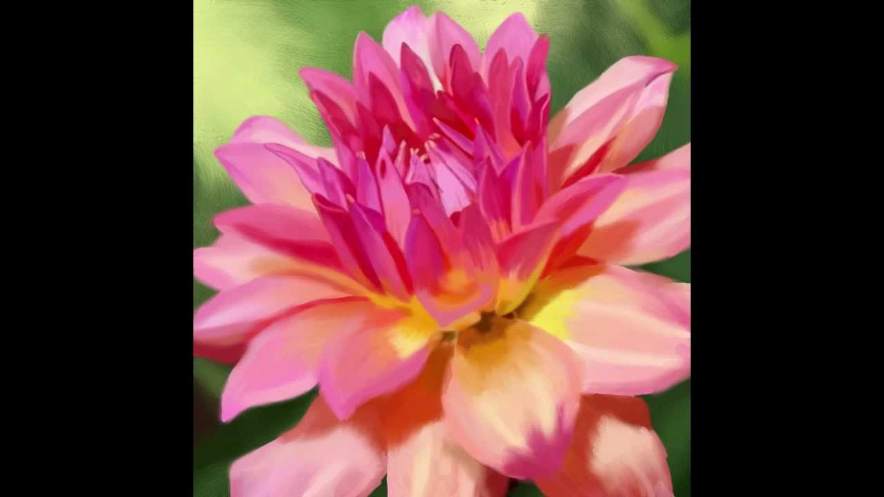 1280x720 Dahlia Speed Paintingstop Motion - Dahlia Painting