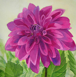 299x300 Magenta Dahlia Painting By Sharon Freeman - Dahlia Painting