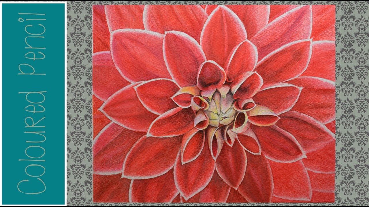 1280x720 Timelapse Dahlia Coloured Pencil Speed Painting - Dahlia Painting