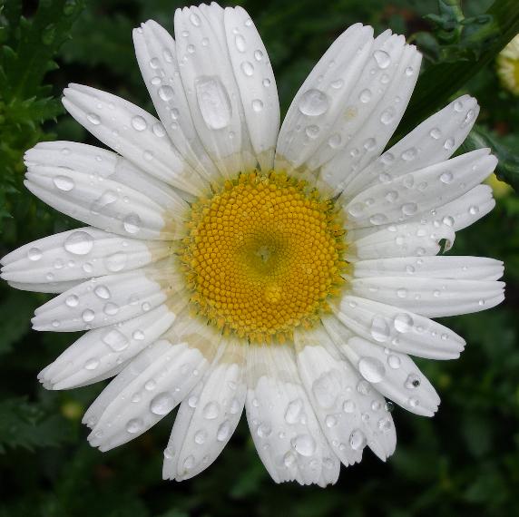 572x570 How To Paint A Daisy, Things To Really Look For. - Daisy Flower Painting