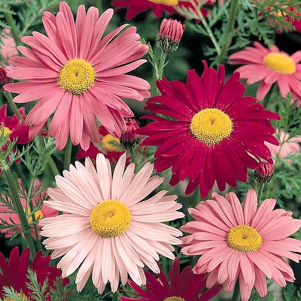 600x600 Painted Daisy Seeds Robinson's Painted Daisies Perennial - Daisy Flower Painting