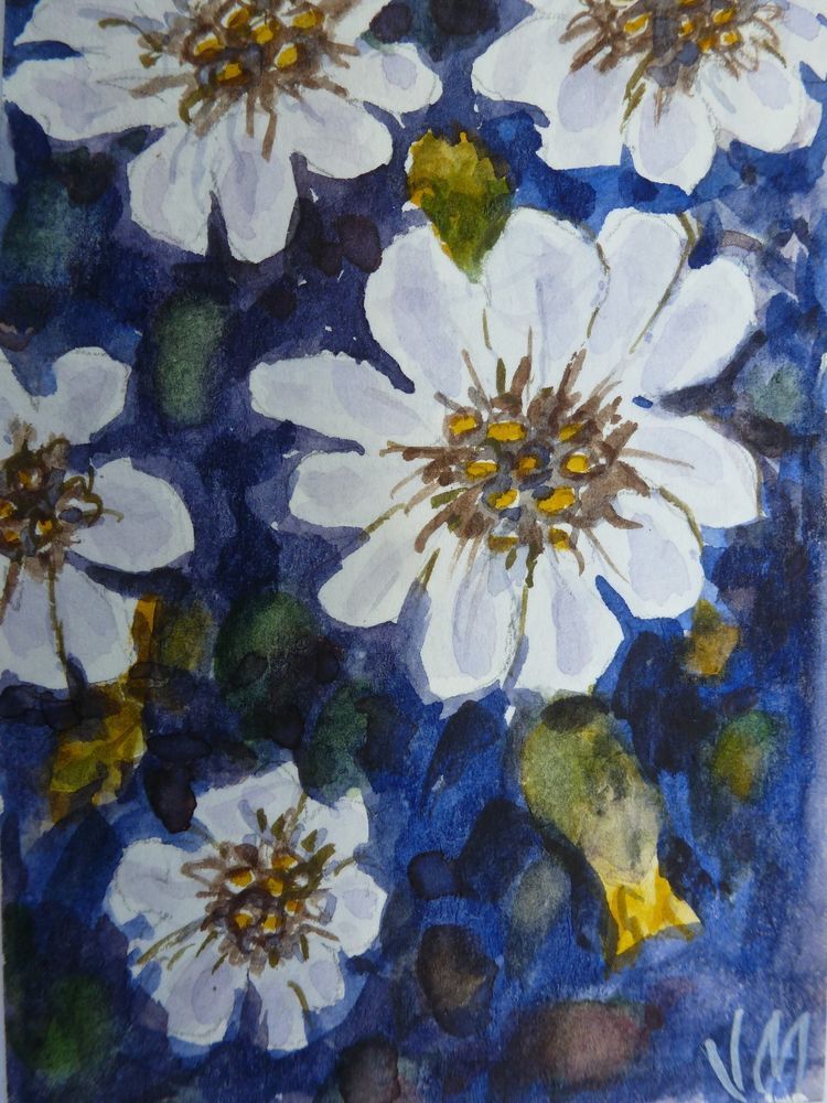 750x1000 Mountain Chickweed Aceo Collectible Art Card Original Watercolor - Daisy Mountain Painting