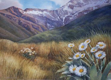 370x266 Mountain Daisy - Daisy Mountain Painting