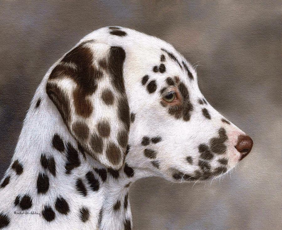 900x736 Dalmatian Puppy Painting Painting By Rachel Stribbling - Dalmatian Painting