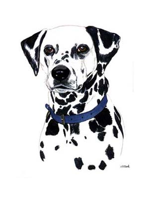 300x400 Dog Portraits Dalmatian Painting In Watercolours By Isabel Clark - Dalmatian Painting