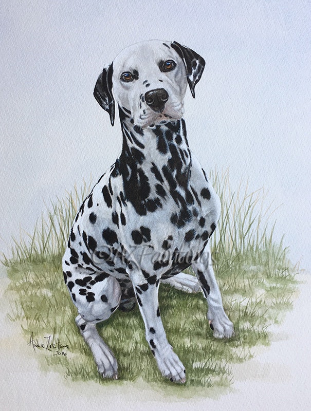 605x800 Watercolour Dalmatian Dog Portrait Painting By Artist Anne Zoutsos - Dalmatian Painting