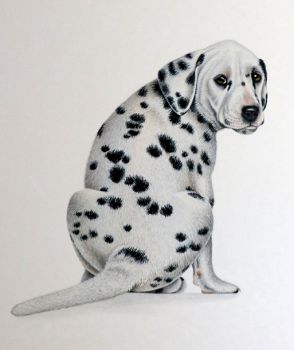 294x350 Artfido Buy Art Online Dalmatian Oil Painting - Dalmatian Painting