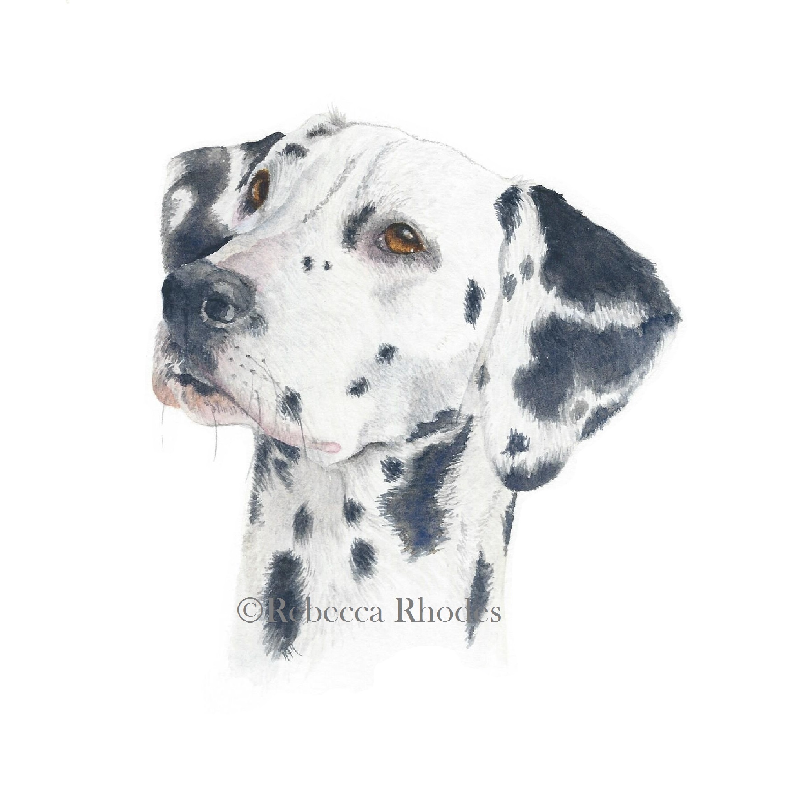 2500x2500 Dalmatian Gallery Wrapped Watercolor Painting - Dalmatian Painting