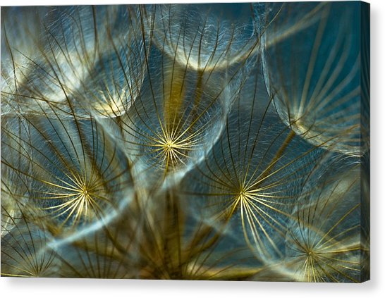 546x423 Dandelion Canvas Prints Fine Art America - Dandelion Canvas Painting