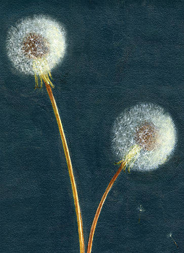 363x500 Still Life Painting, Dandelion Clocks, Alison Ludlow, Artspot - Dandelion Oil Painting