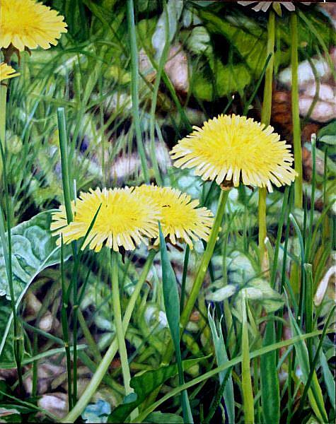 475x600 This Art, - Dandelion Oil Painting