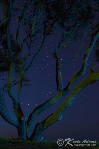 333x500 Night Photography Digital After Dark Blog Archive Choosing - Dark Tree Painting