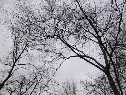 525x394 Solitude In Dark Trees Design Observer - Dark Tree Painting