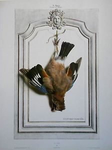 224x300 Jay Bird Wildlife Artist Painting Dead Game Print Ebay - Dead Bird Painting