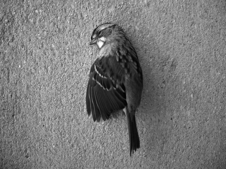 720x540 Karen Kilimnik Photographs Edition Patrick Frey Flash Art - Dead Bird Painting