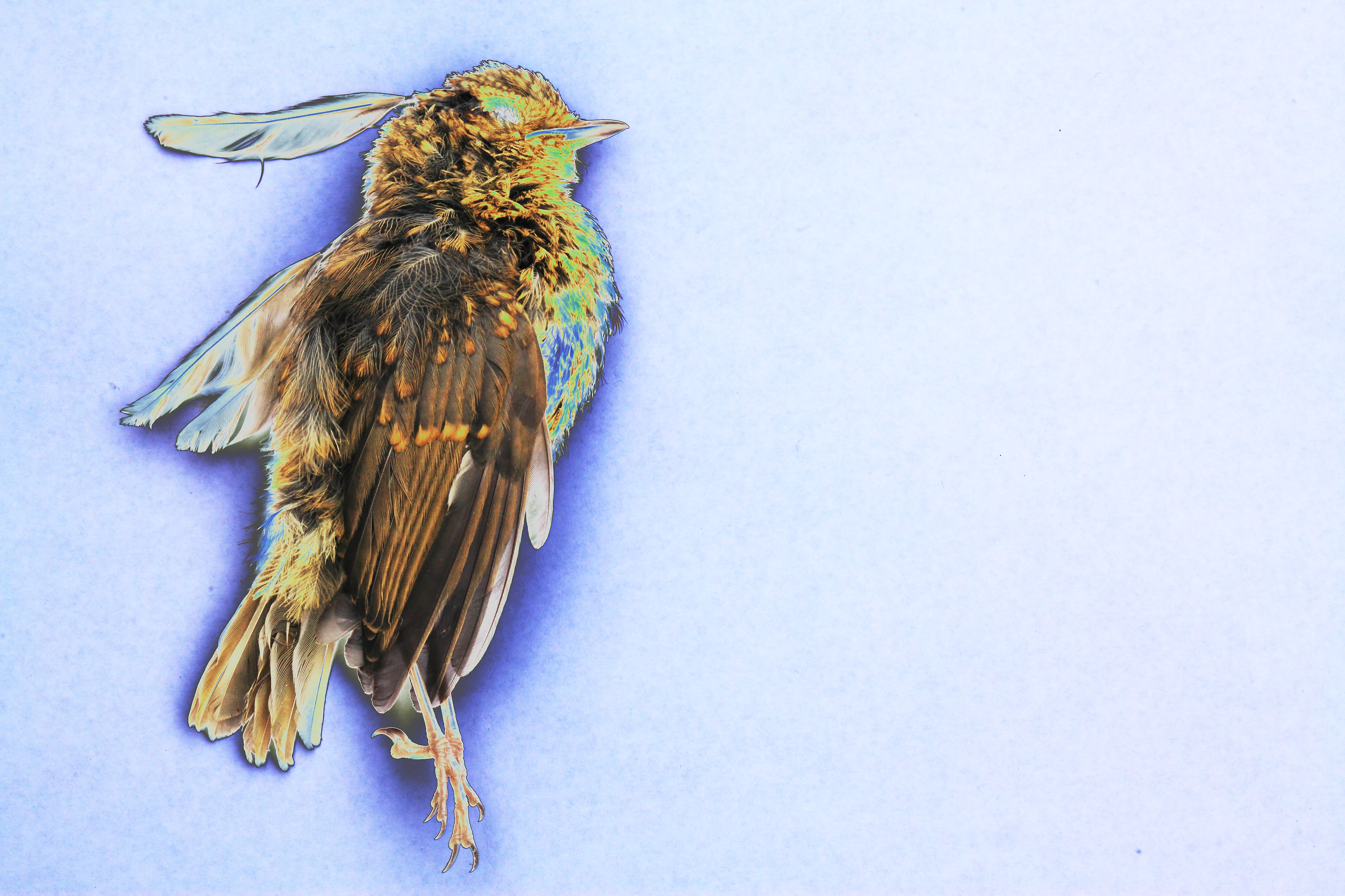 5616x3744 Painting Of A Dead Bird By Vincent Van B - Dead Bird Painting