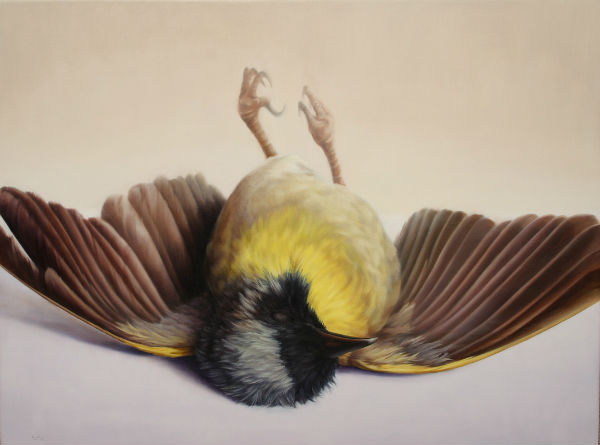 600x445 Combustusconnecticut Naturalist Ajay Brainard Paints Death As Part - Dead Bird Painting