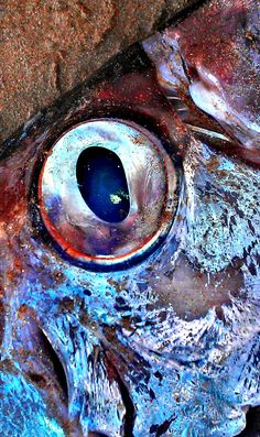 236x397 Fish Eye - Dead Fish Painting